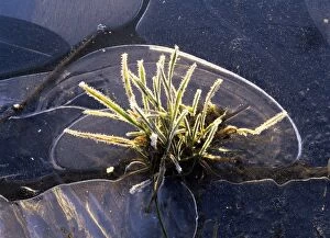 SAS-233 Frozen Grass - within a frozen rain puddle in winter