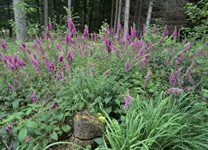 SAS-326 Purple Foxglove - mass population in forest clearing