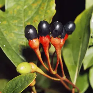 Berries Prints: Sassafras - fruit