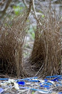 Images Dated 5th October 2008: Satin Bowerbird - beautiful decorated bower