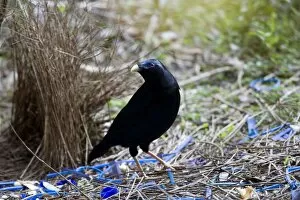 Images Dated 5th October 2008: Satin Bowerbird - male adult stands in front of its beautiful decorated Bower
