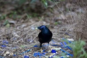 Bowerbird Gallery: Satin Bowerbird - male adult stands in front of its beautiful decorated Bower