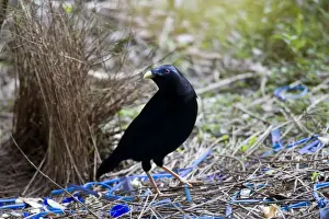 Satin Bowerbird - male adult stands in front of its beautiful decorated Bower. This one seems to have a penchant for blue, because it collected all kind of objects with a brightly blue colour - Lamington National Park
