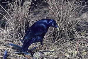 Images Dated 1st March 2007: Satin Bowerbird - Male Australia