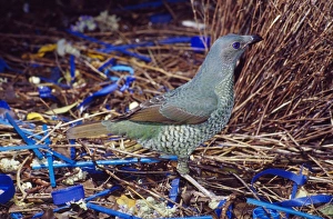Images Dated 24th November 2006: Satn Bowerbird - female inspecting male's bower