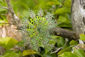 Sting Prints: Saturiid moth caterpillar - defensive display - with urticating(stinging)