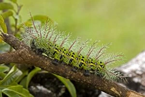 Images Dated 13th August 2011: Saturiid moth caterpillar - with urticating(stinging) hairs - Tropical dry forest - Santa Rosa