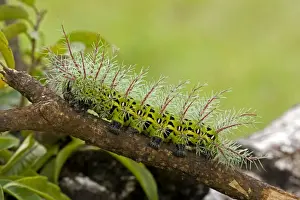 Sting Prints: Saturiid moth caterpillar - with urticating(stinging)