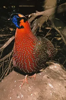 Satyr Tragopan - Male