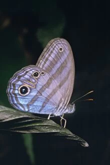 Satyrid Butterfly