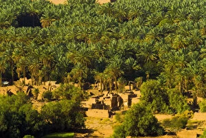 Saudi Arabia, Al-Ula date palm trees in