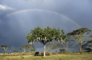SAUSAGE TREE - with rainbow
