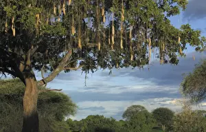 Ruaha Prints: Sausage Tree - Ruaha National Park - Tanzania - Africa