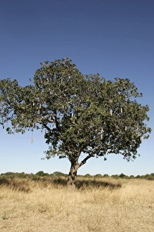 Images Dated 10th July 2004: Sausage Tree. South Luangwa Valley National Park - Zambia - Africa