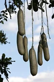Images Dated 9th July 2004: Sausage Tree. South Luangwa Valley National Park - Zambia - Africa