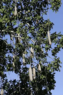 Sausage Tree. South Luangwa Valley National Park - Zambia - Africa
