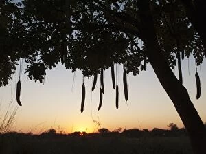 Sausage Tree - at sunset at the bank of the Okavango River