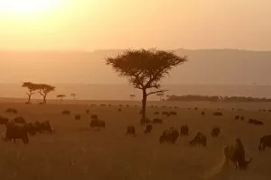 Images Dated 28th August 2004: Savane masai mara