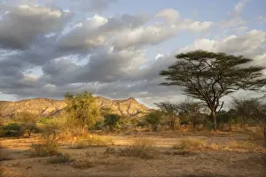 Ethiopia Prints: Savanna biome - National Park of Mago - South Ethiopia