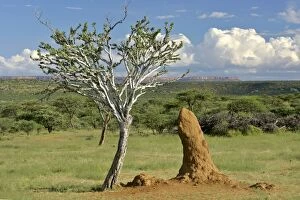 Savanna scenery - acacia / camelthorn tree with termite mounds and rock plateau in background