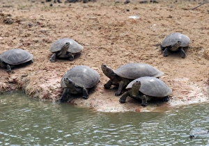 Images Dated 21st April 2004: Savanna Side-necked Turtle
