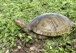 Images Dated 21st April 2004: Savanna Side-necked Turtle