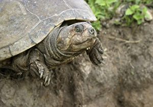 Images Dated 21st April 2004: Savanna Side-necked Turtle