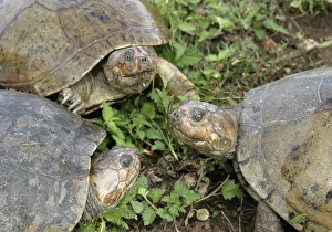 Images Dated 21st April 2004: Savanna Side-necked Turtle - three close-up