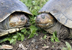 Images Dated 21st April 2004: Savanna Side-necked Turtle - two, close-up