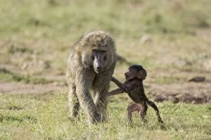 Images Dated 2nd July 2005: Savannah Baboon - An infant jumps up to its mother while she feeds Maasai Mara Reserve, Kenya