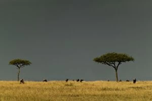 Images Dated 18th August 2003: Savannah With grazing animals Maasai Mara, Kenya, Africa