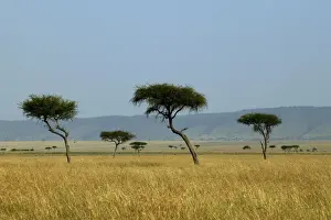 Savannah Maasai mara, Transmara, Kenya