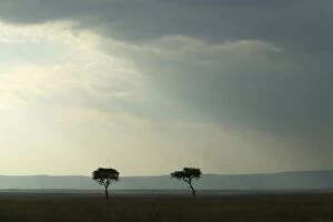 Images Dated 1st September 2003: Savannah Maasai mara, Transmara, Kenya