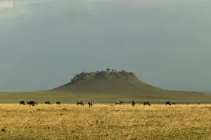 Savannah Maasai mara, Transmara, Kenya