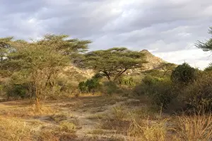 Savannah - National Park of Mago - South Ethiopia
