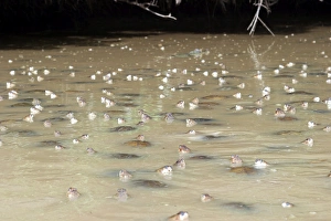 Images Dated 21st April 2004: Savannah Side-necked Turtle - mass in water. Ilanos Venezuela