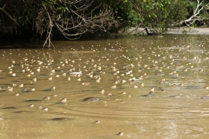 Images Dated 21st April 2004: Savannah Side-necked Turtle - mass in water. Ilanos Venezuela