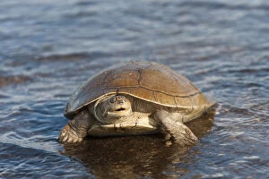 Images Dated 27th June 2011: Savannah Side-necked Turtle (Podocnemis)