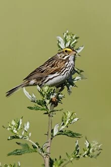Images Dated 3rd July 2006: Savannah Sparrow