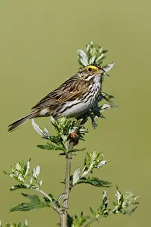 Savannah Sparrow