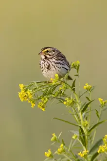 Savannah Sparrow