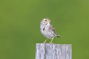 Images Dated 6th June 2013: Savannah Sparrow - on breeding territory in Spring - June