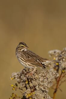 Images Dated 13th November 2010: Savannah Sparrow - during fall migration