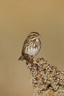 Images Dated 13th November 2010: Savannah Sparrow - during fall migration