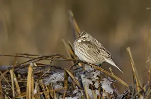 Sandwichensis Prints: Savannah Sparrow - Ipswich race - January - along CT shoreline - USA