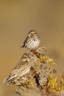 Images Dated 12th November 2010: Savannah Sparrow - Ipswich Sparrows race