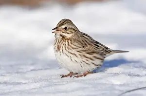 Sandwichensis Prints: Savannah Sparrow - in snow - Ipswich variety of Savannah formerly known as Passerculus princeps