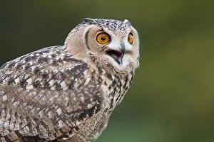 Images Dated 15th November 2009: Savigny's Eagle Owl - Single adult calling