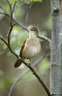 Savis warbler - Adult male singing