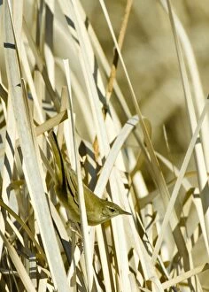 Savis Warbler - in reeds - April